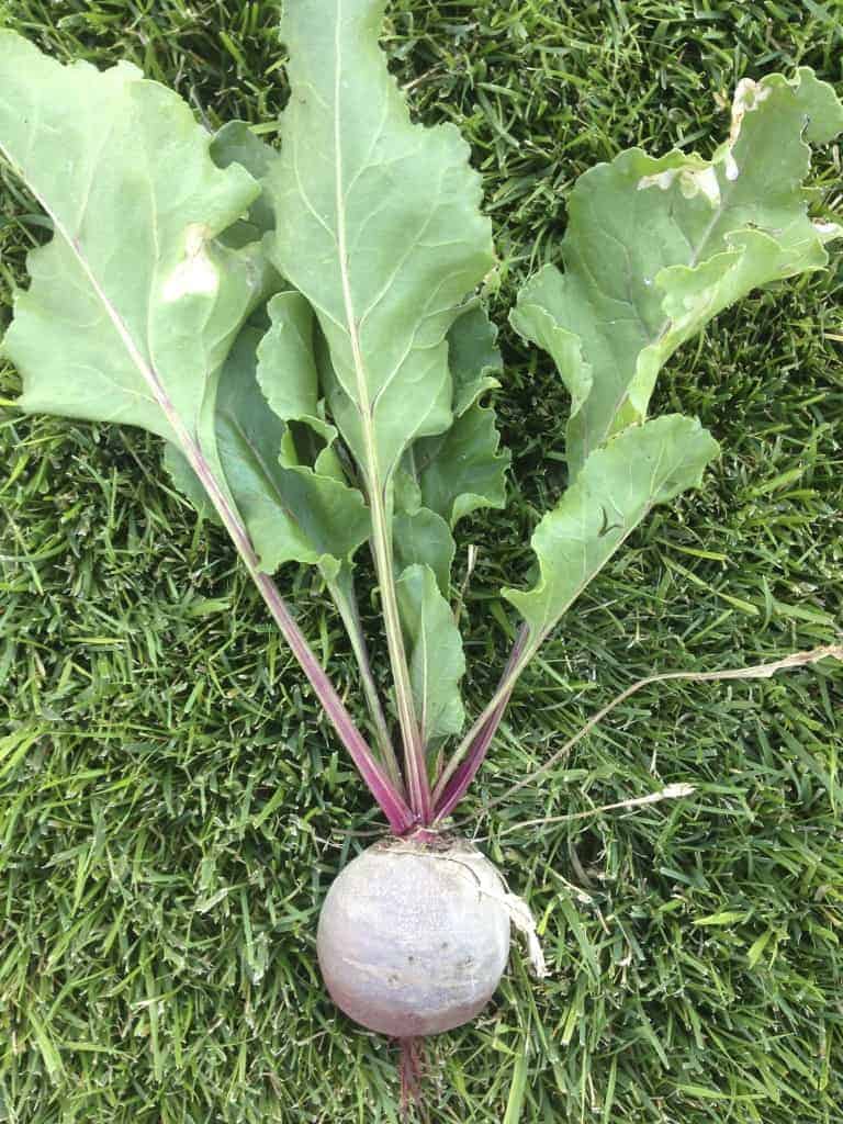 Fresh picked beet