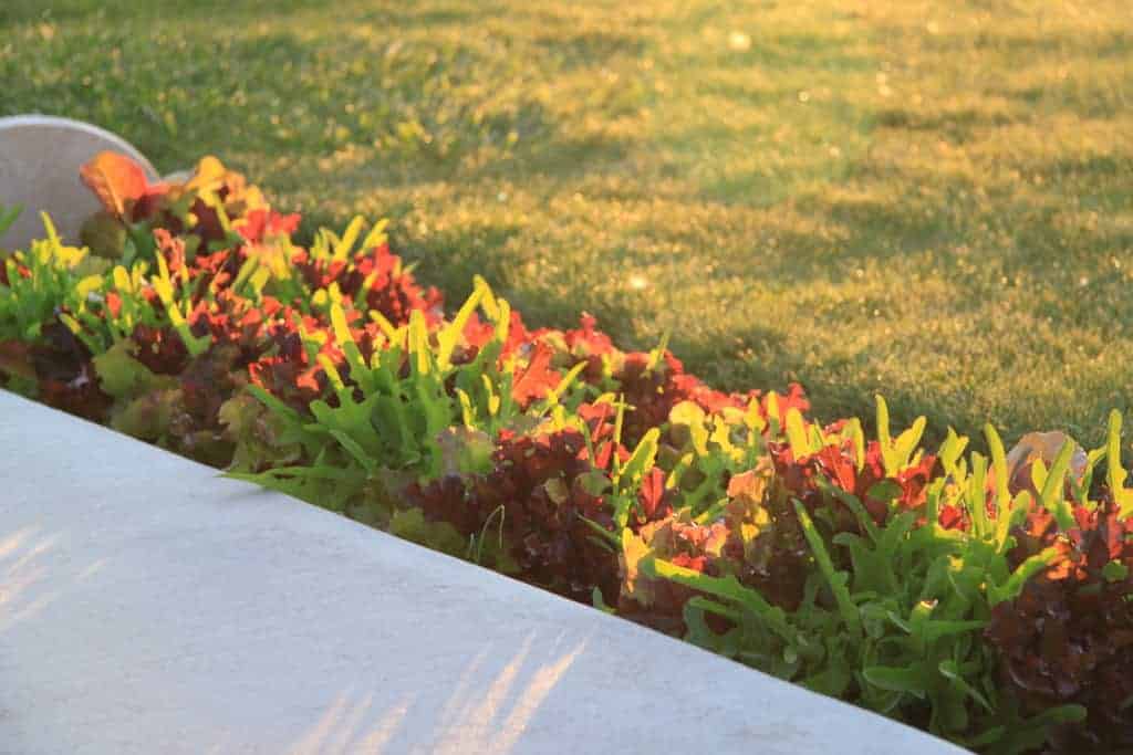 lettuce on the garden