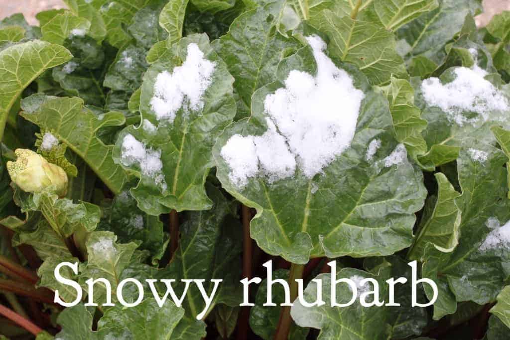 Rhubarb leaves covered with snow