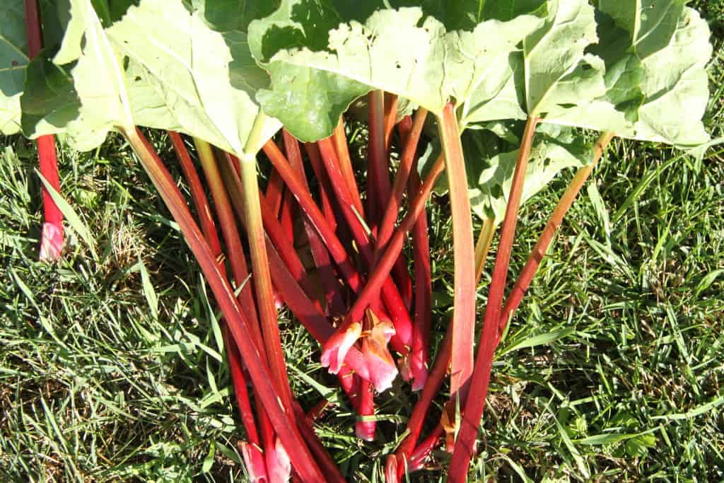 rhubarb stalks on the grass