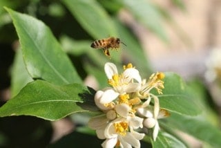 bee with pollen on legs