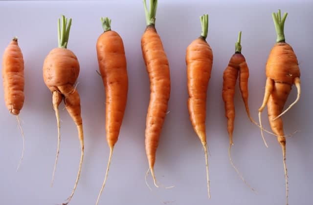 home grown carrots on a cutting boars