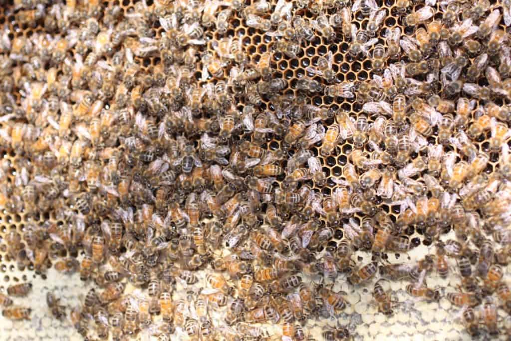 Bee's Honey Comb