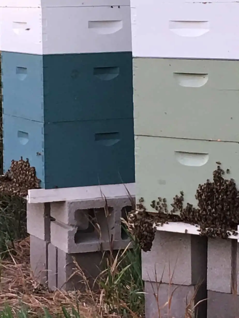 two beehives with bees perched on the front