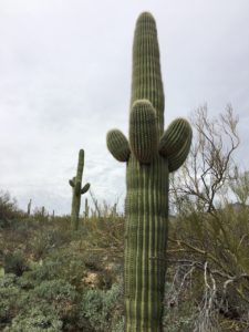 Saguaro cactus, tucson