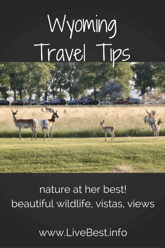 Wyoming travel tips picture of pronghorn