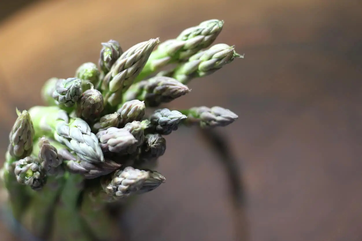 a bundle of fresh asparagus stalks