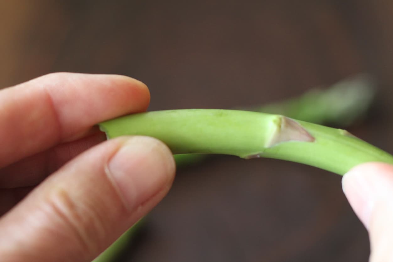 snapping asparagus to remove tough end